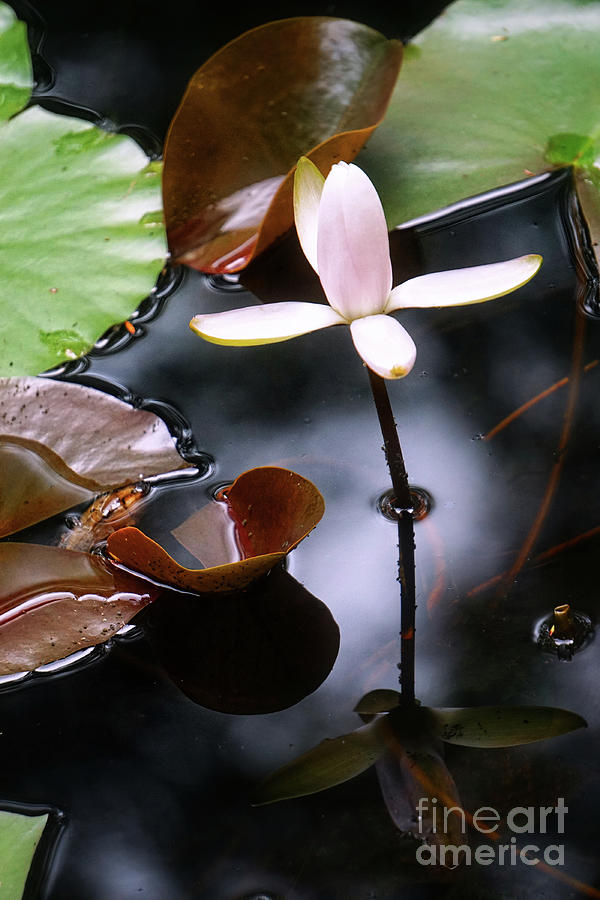 Waterlily Photograph by HD Connelly