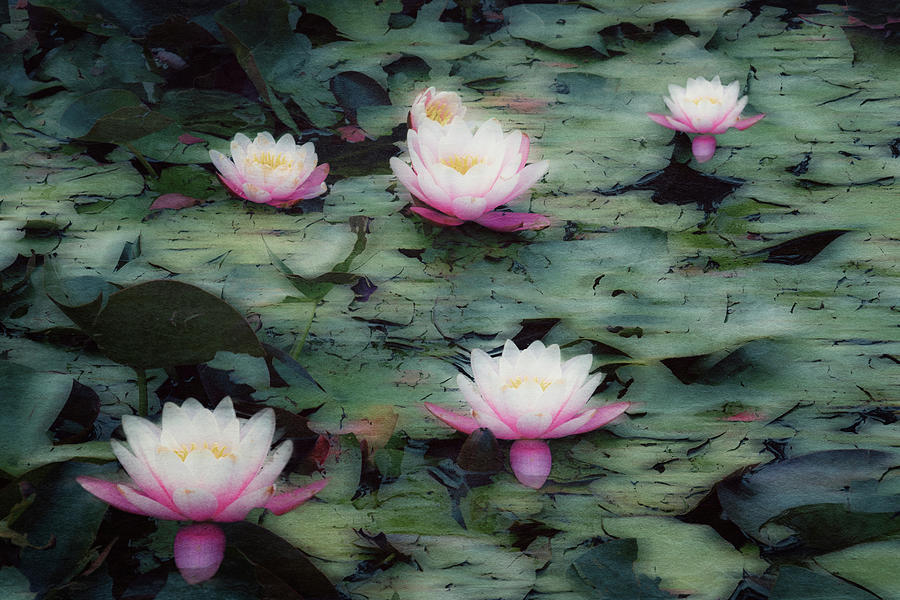 Water Lily Photograph - Waterlily Impressions by Dirk Wuestenhagen Water Lily Photograph - Waterlily Impressions by Dirk Wuestenhagen