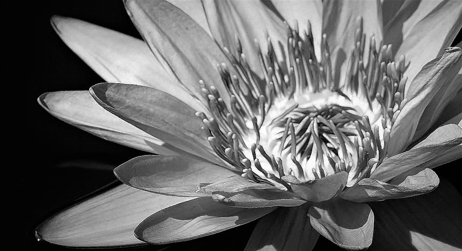 Waterlily in Black and White Photograph by Bruce Bley