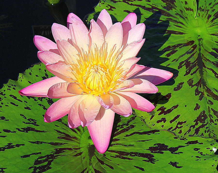 Water Lily Lovely in Pink Photograph by Dora Sofia Caputo