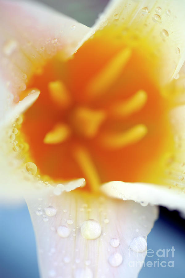 Waterlily Tulip (tulipa Kaufmanniana) Photograph by Dr Keith Wheeler/science Photo Library