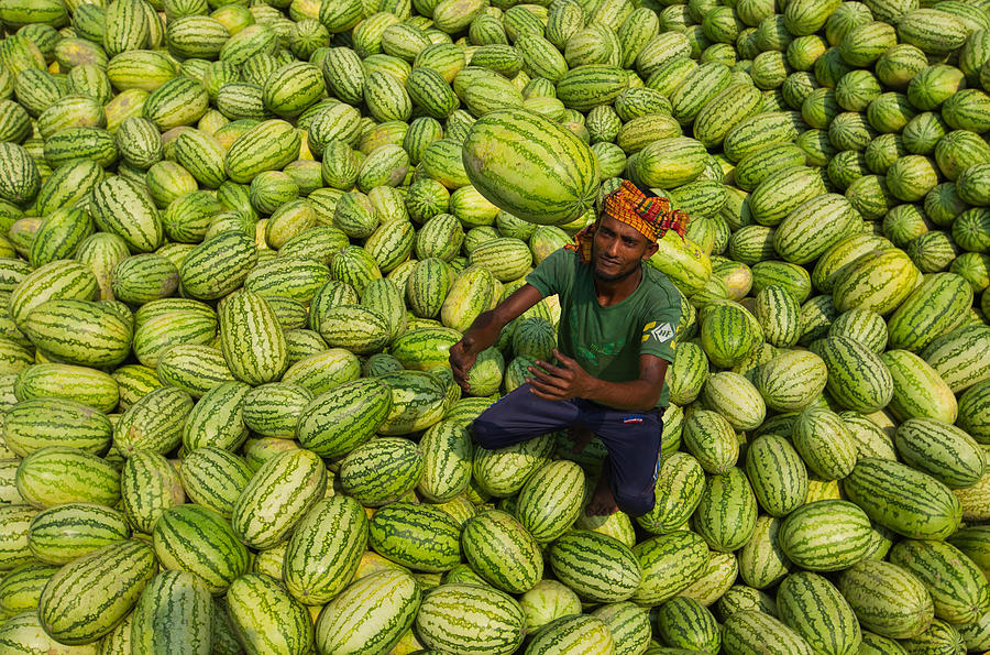 Watermelons Worker Photograph by Azim Khan Ronnie