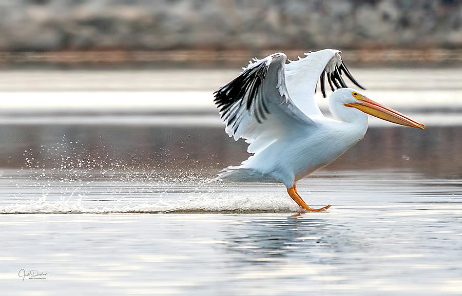 Waterskiing Pelican Photograph by Judi Dressler