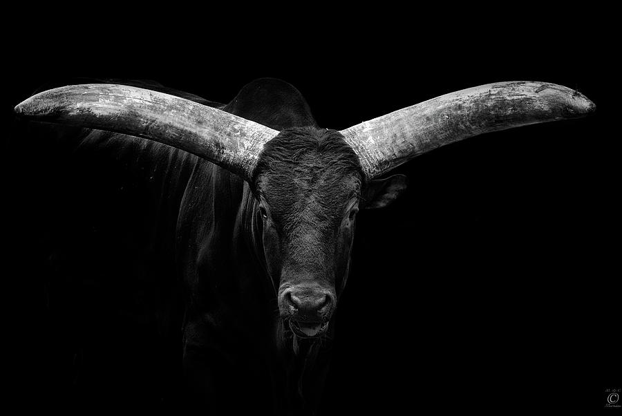Watusi Photograph by © Christian Meermann Watusi Photograph by © Christian Meermann