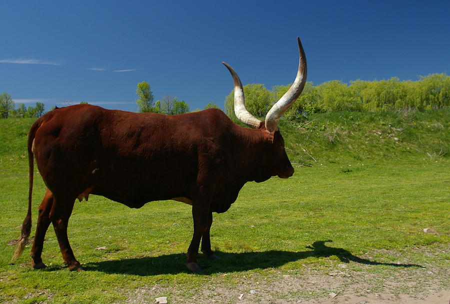 Watusi Cattle Photograph by Priscilla Ouverney Photography