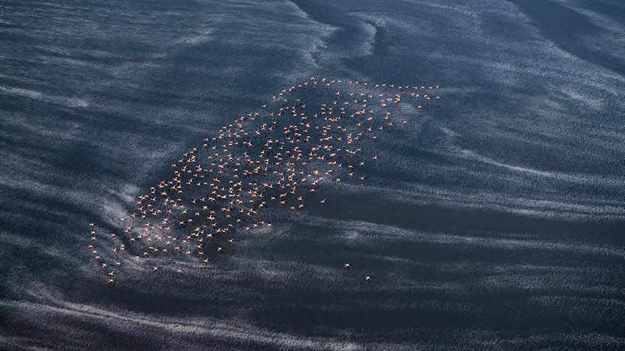 Flamingo Photograph - Wave Runner II by John Fan