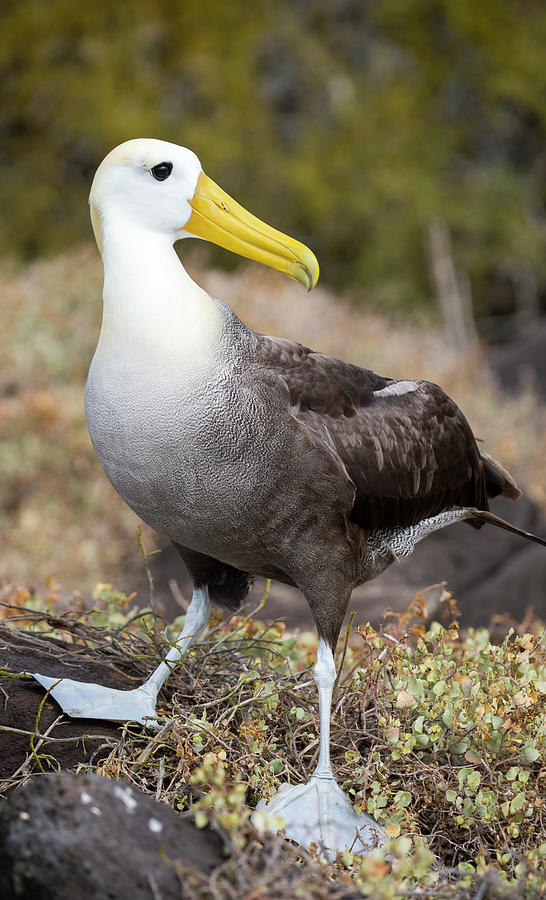 Albatross Photograph - Waved Albatross, Galapagos by Tui De Roy