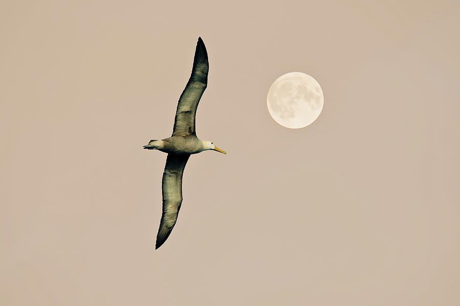 Waved Albatross Digital Art by Heeb Photos
