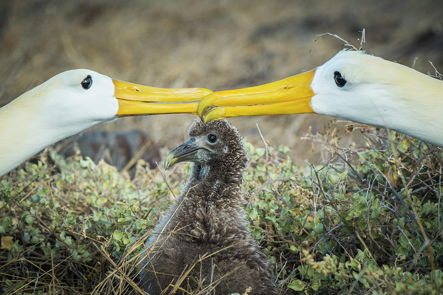 Waved Albatrosses Billing Near Chick Photograph by Tui De Roy