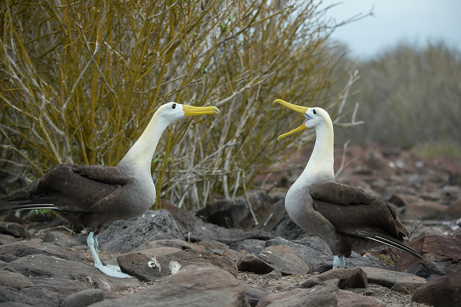 Waved Albatrosses Courting Photograph by Tui De Roy