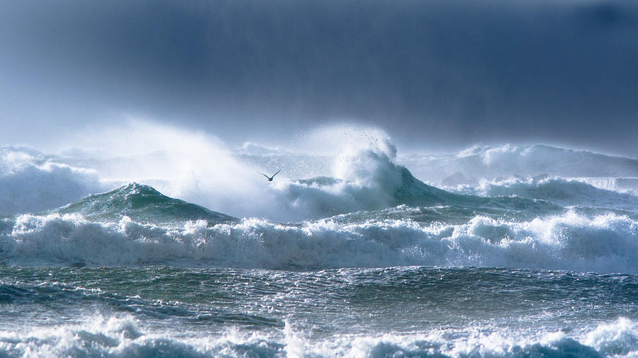 Waves And Seagulls In The Rough Sea Photograph by Fumi Taki