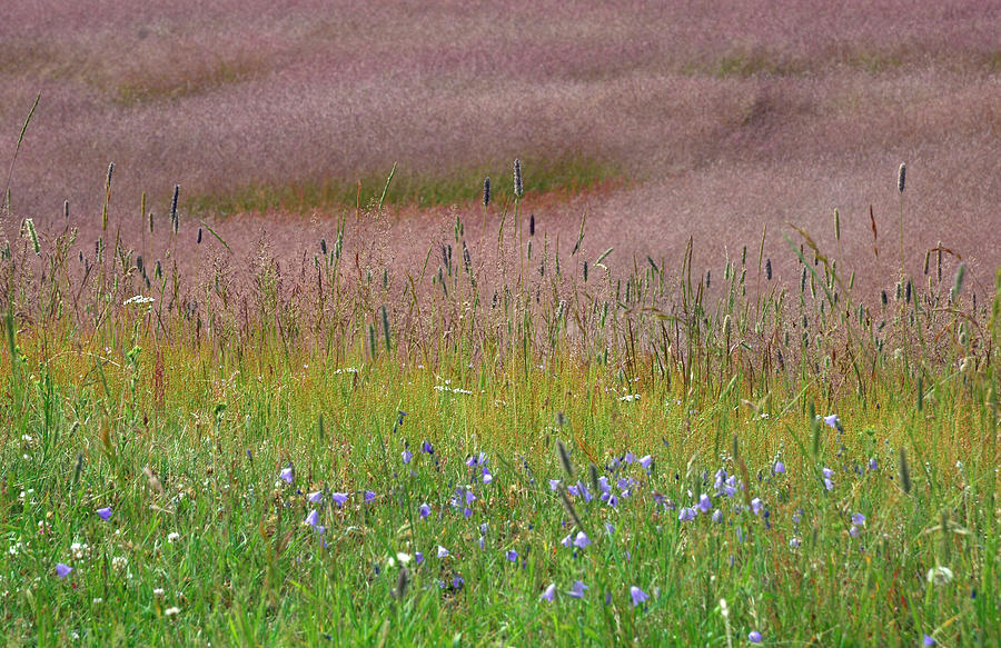 Waves of Grasses and Flowers in Yellowstone Photograph by Bruce Gourley