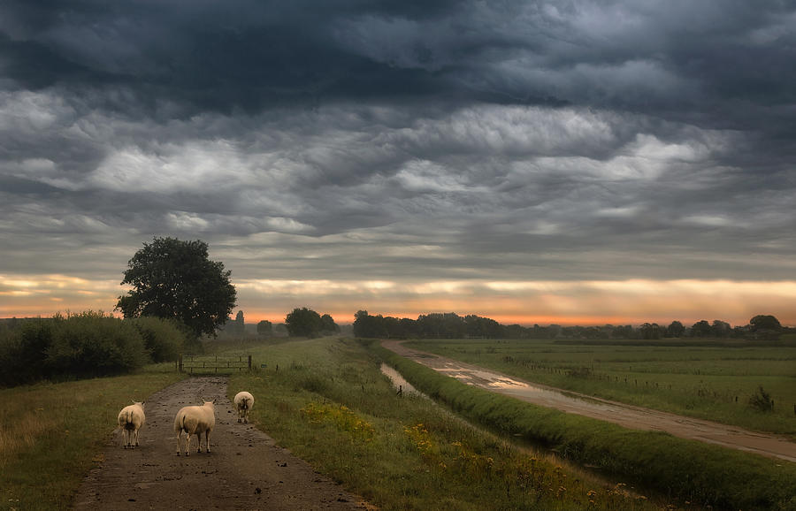 Sheep Photograph - Waving Clouds by Nel Talen