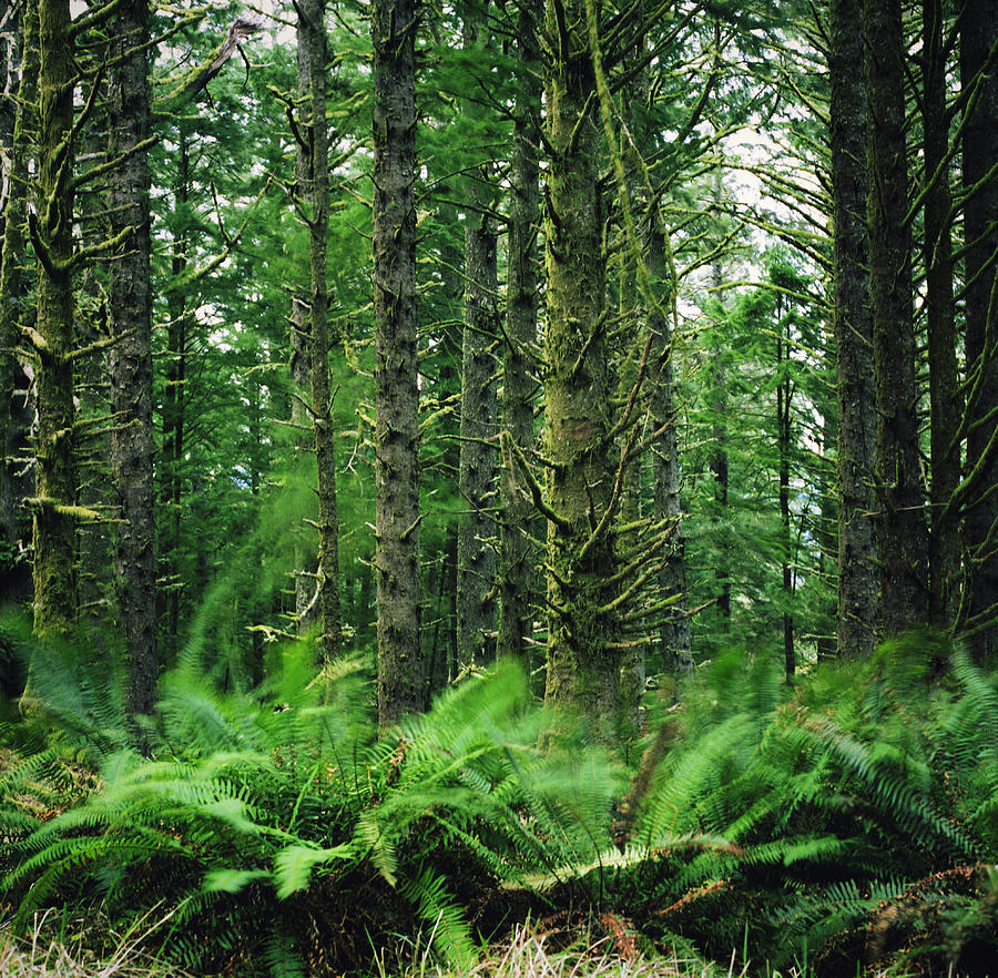Waving Ferns In A Lush Forest Photograph by Danielle D. Hughson