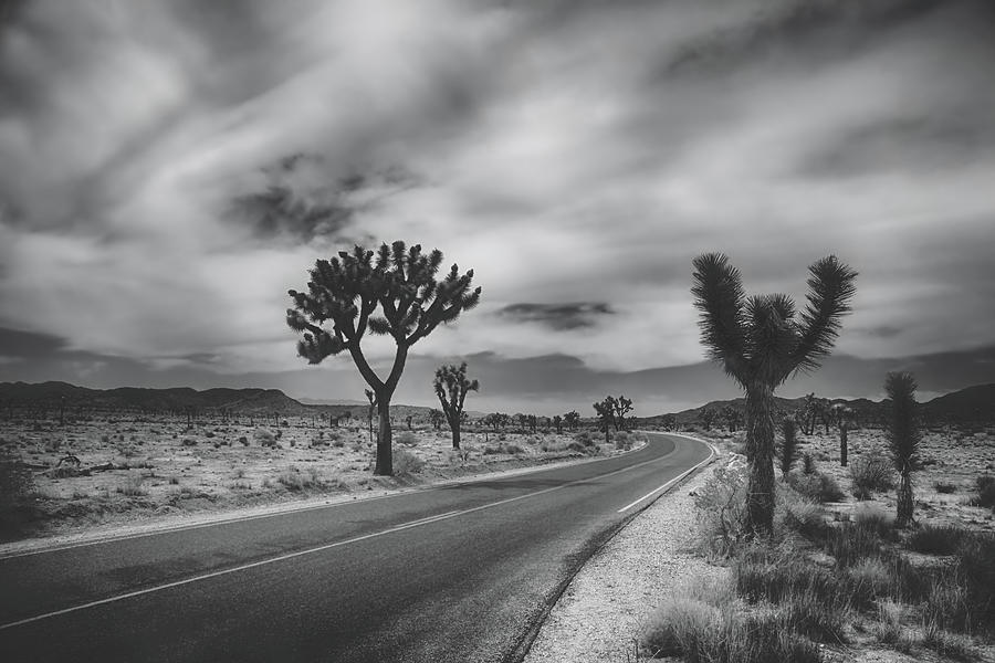 Joshua Tree National Park Photograph - Waving Me Down by Laurie Search