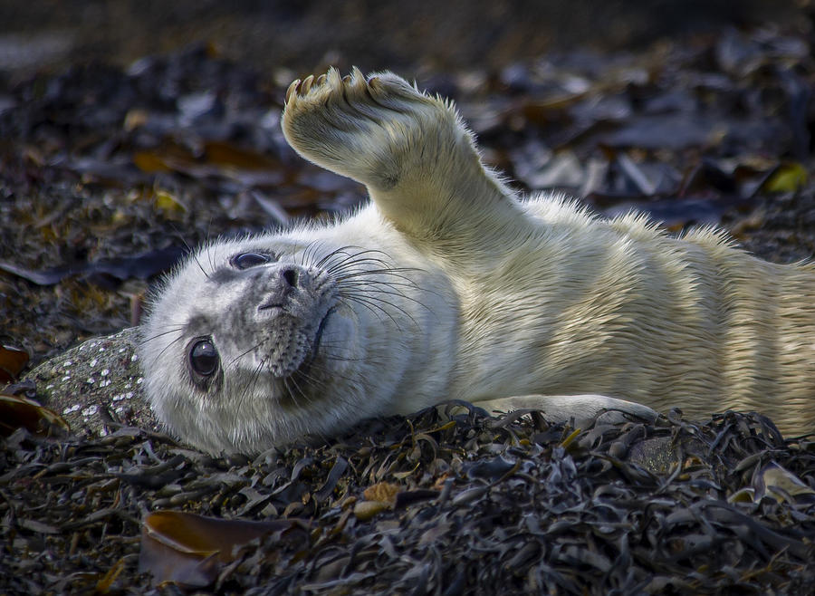 Waving Seal Photograph by Paul Forde