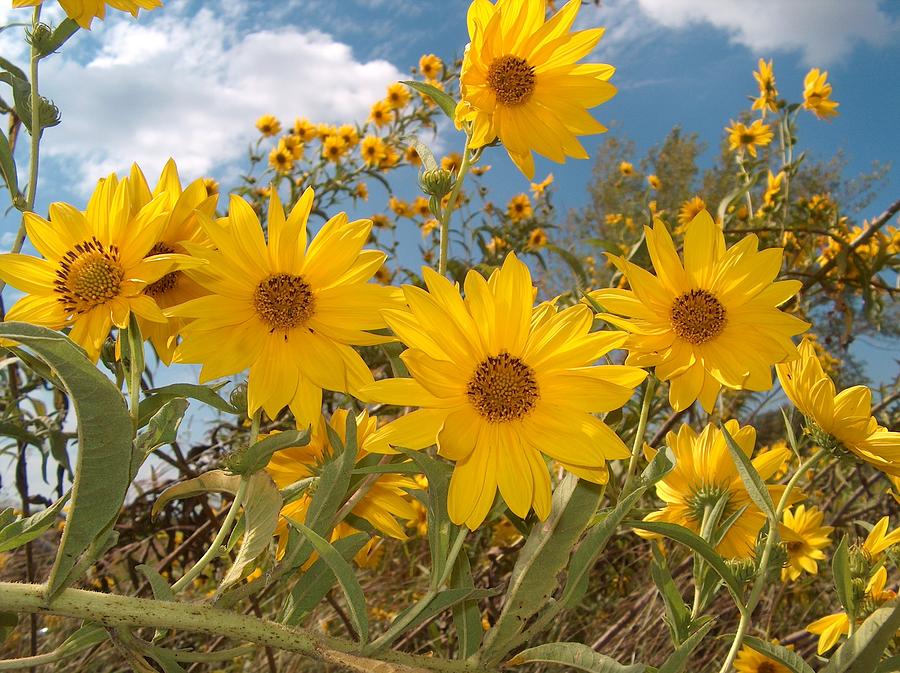 Waving Wild Maximilian Sunflowers Photograph By Joney Jackson