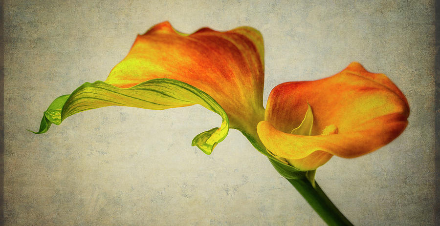 Wavy Leaf And Calla Lily Photograph by Garry Gay