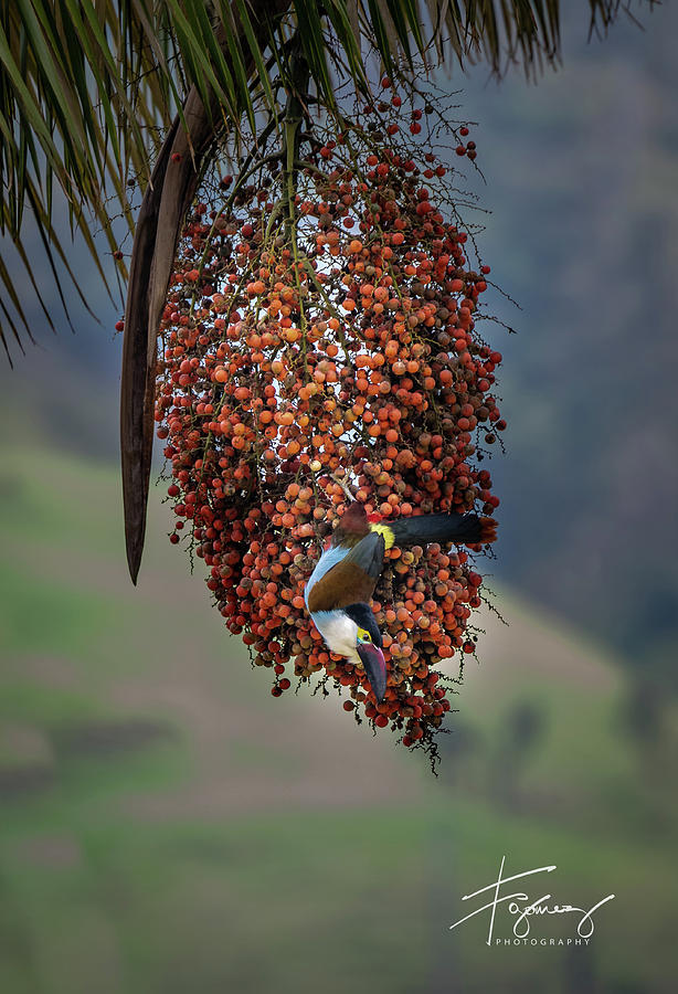 Wax Palm and The Tucan by Francisco Gomez Wax Palm and The Tucan by Francisco Gomez