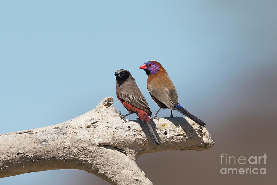 Wildlife Photograph - Waxbills Perching by Dr P. Marazzi/science Photo Library