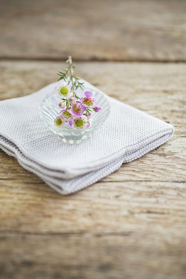Waxflowers In Glass Dish On Folded Cloth Photograph by Tina Engel