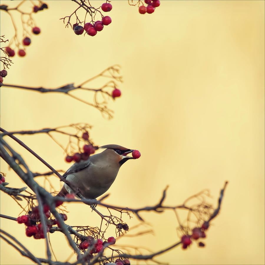 Waxwing With Berry Photograph by Blackcatphotos