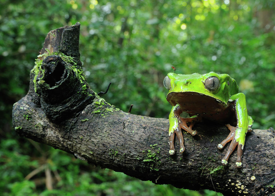 Waxy Monkey Tree Frog Photograph by Andrew M. Snyder