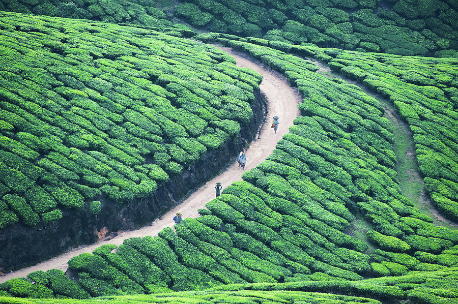 Way Home From Tea Plantation In Munnar Photograph by Www.igorlaptev.com
