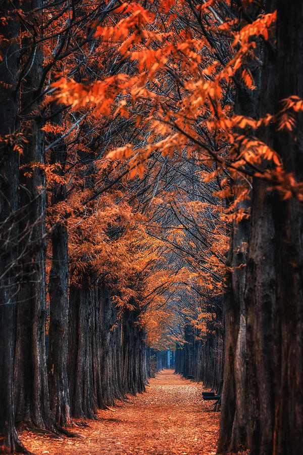 Way To Winter Photograph by Tiger Seo
