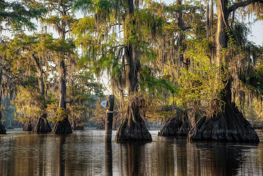 Tree Photograph - Waterways by Robert Miller