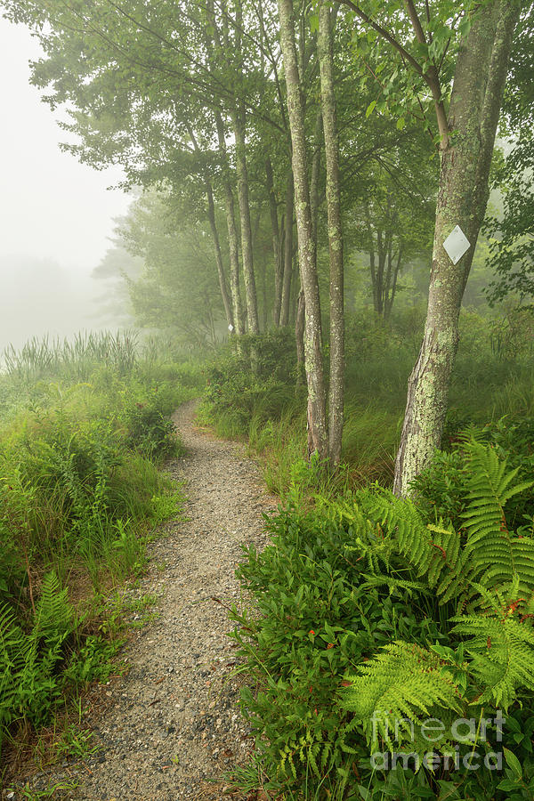 Wayfarers Poem - Trail in Misty Forest Photograph by JG Coleman