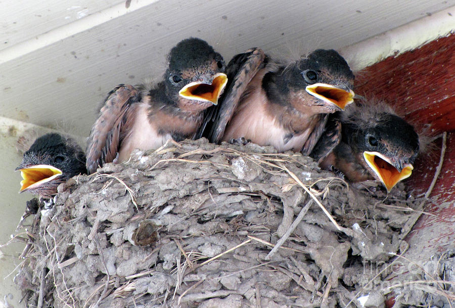 We Are Hungry Photograph By Chantal Proulx