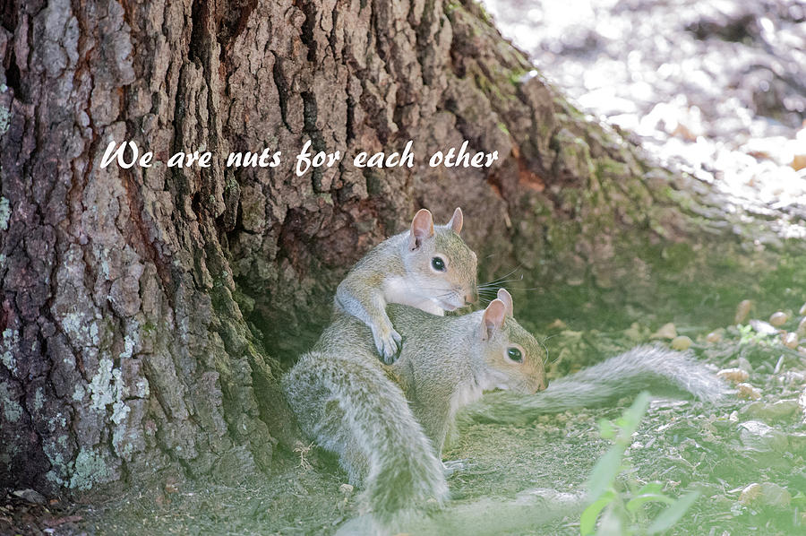 We are nuts for each other Photograph by Daniel Friend