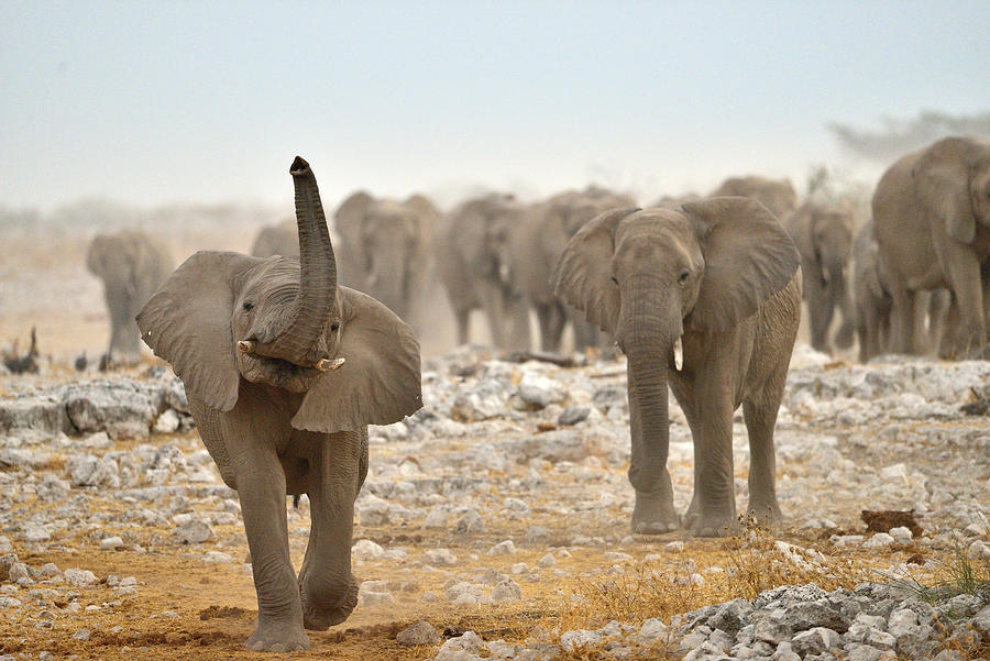 Elephant Photograph - We Arrive! by Giuseppe Damico