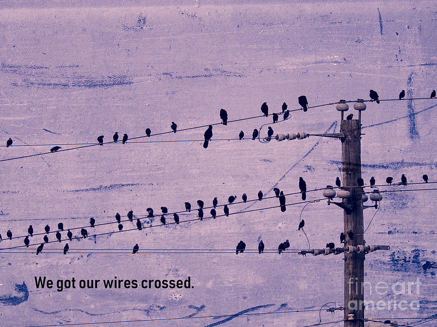 We Got Our Wires Crossed Photograph by Ella Kaye Dickey
