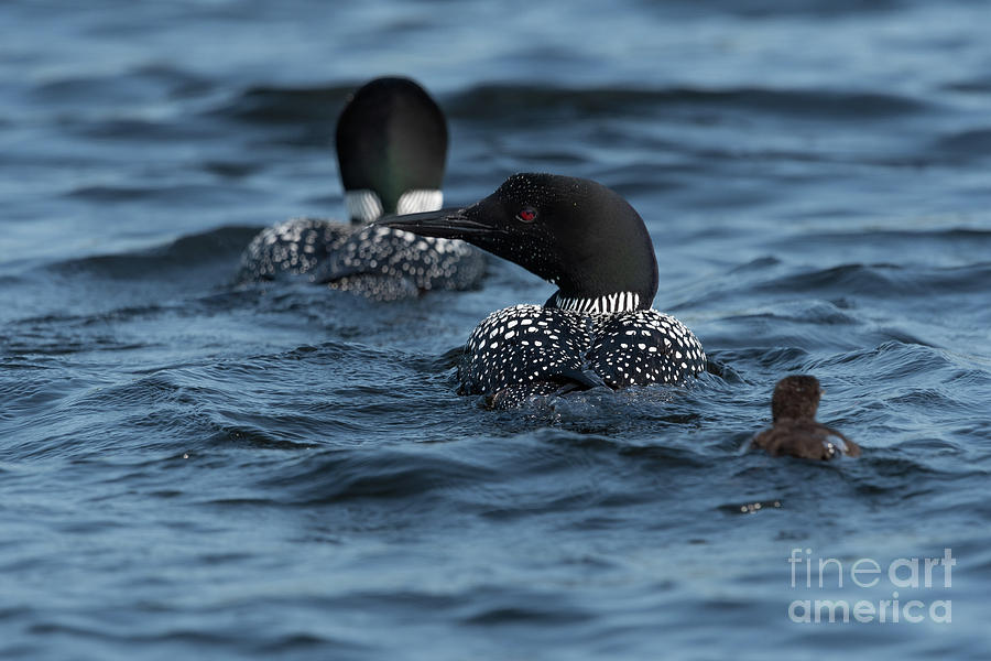 We Three by Jesse MacDonald We Three by Jesse MacDonald