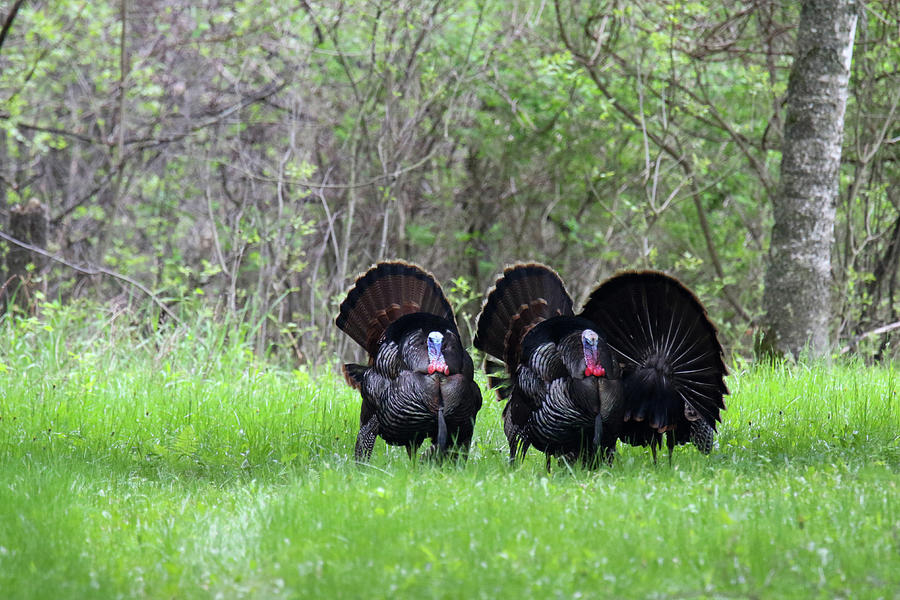 We Three Turkey Photograph by Brook Burling