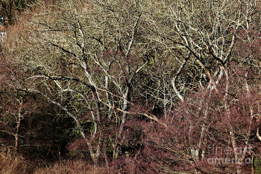Wealden Woodland in Winter Photograph by James Brunker