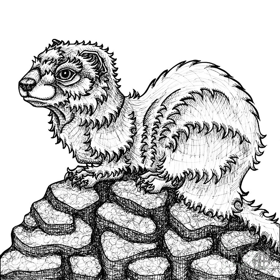 Weasel Drawing by Amy E Fraser