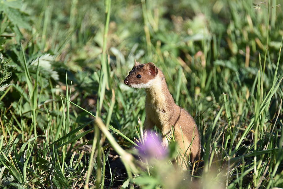 Weasel hunt Photograph by Stephen Adgate - Fine Art America