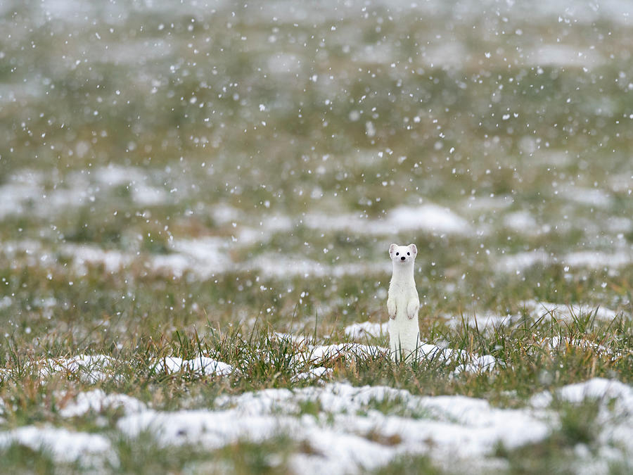 Weasel In White Winter Coat In Falling Snow, Germany Photograph by ...