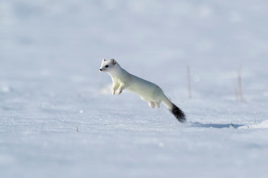 Weasel In Winter Coat, Running Through Snow, Germany Photograph by ...