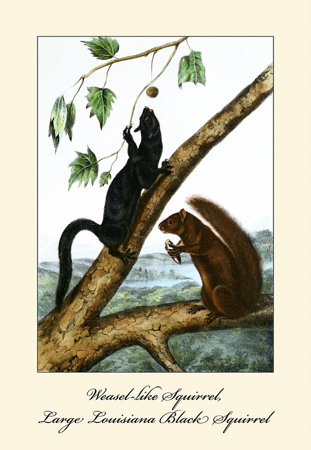 Weasel like Squirrel, Large Louisiana Black Squirrel Painting by John Joseph Audubon