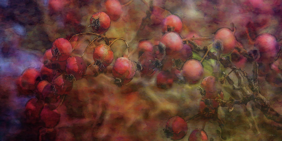 Weathered Berries 5928 IDP_2 Photograph by Steven Ward