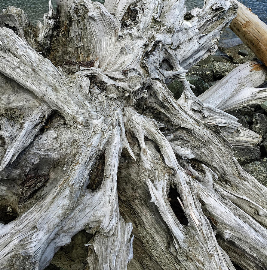 Weathered Driftwood Photograph by Mark Duehmig