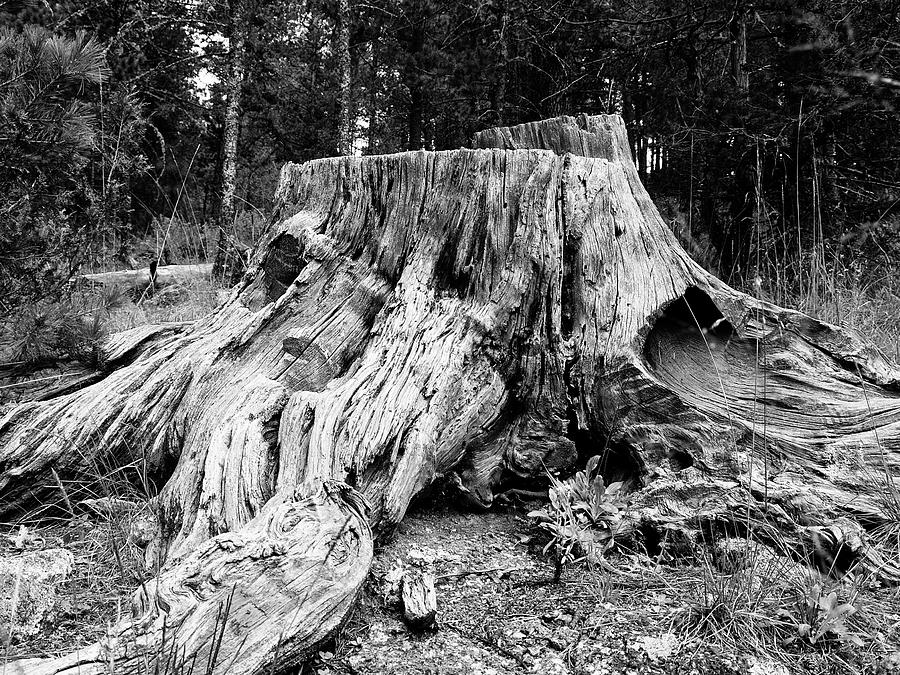 Weathered Ol' Tree Stump Landscape Photograph by Keith Dotson Weathered Ol' Tree Stump Landscape Photograph by Keith Dotson
