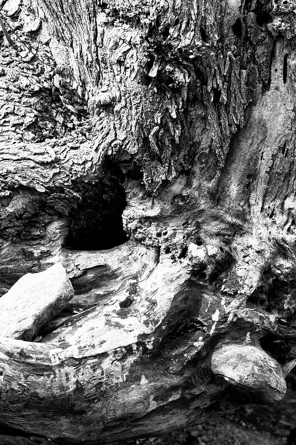 Weathered Stump Photograph by Bob Decker