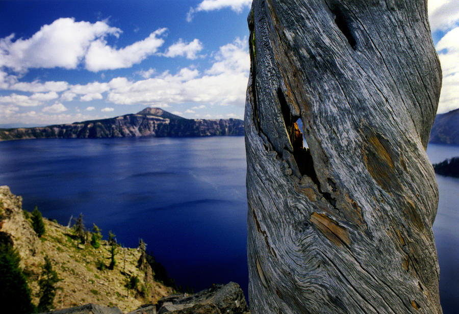 Weathered Tree At Crater Lake Photograph by Danielle D. Hughson