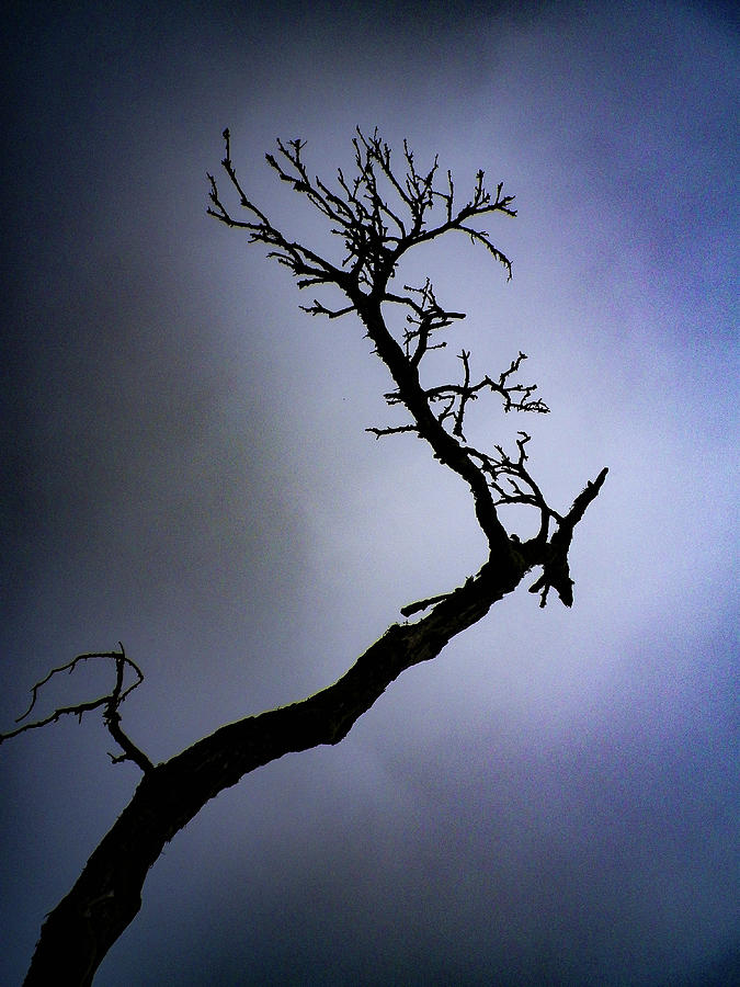 Weathered Tree Branch Silhouette Bodmin Moor Photograph by Richard Brookes