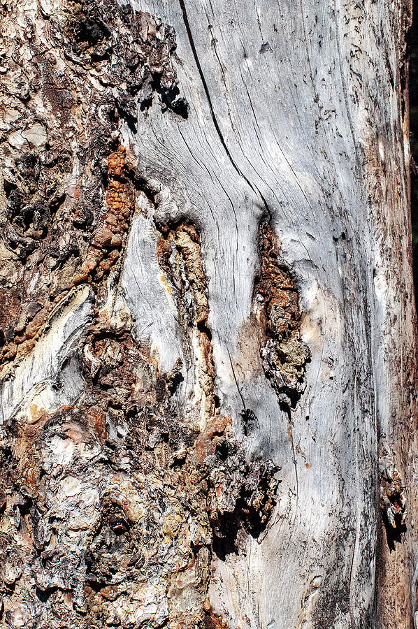 Weathered Trunk Photograph by Gene Bollig